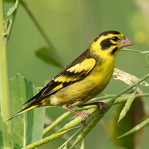 Yellow-breasted Greenfinch